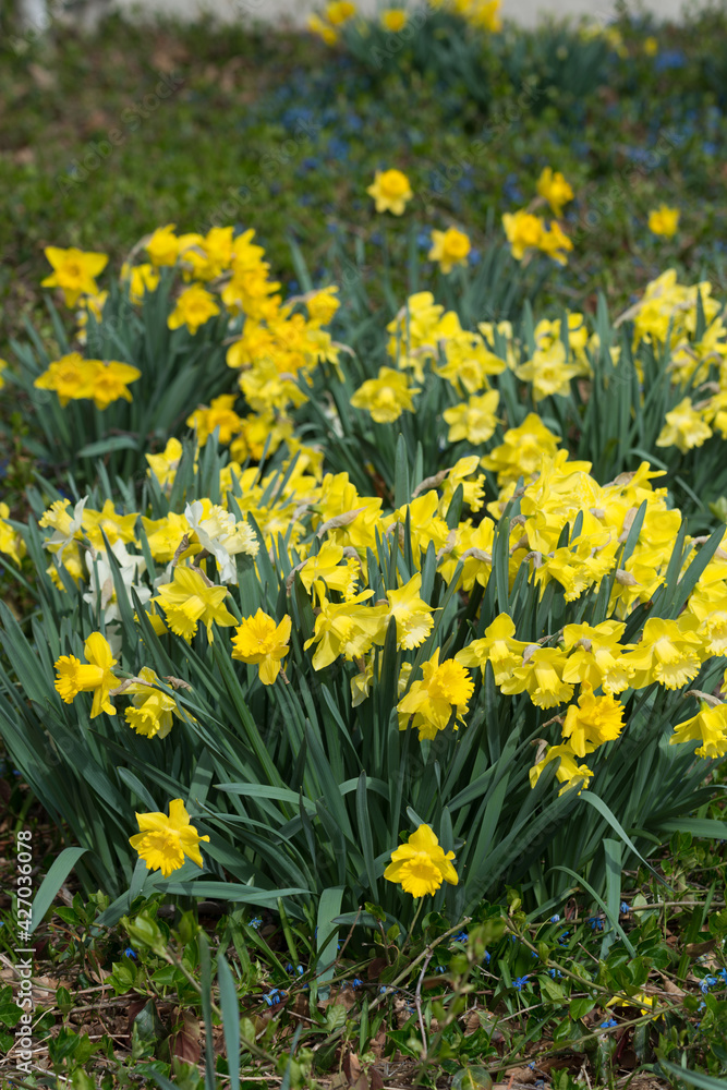 Fototapeta premium large cluster of yellow daffodils in bloom