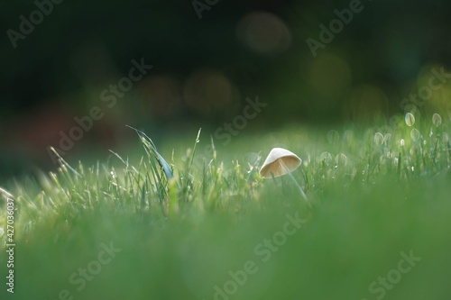 Wallpaper Mural snail on the grass Torontodigital.ca