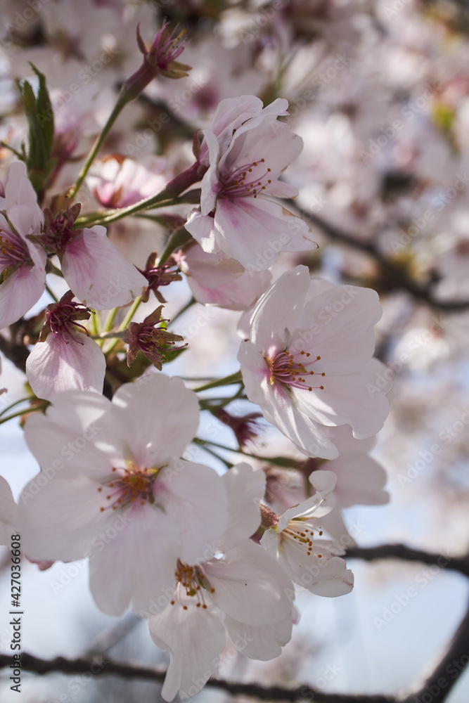 Obraz premium さくら