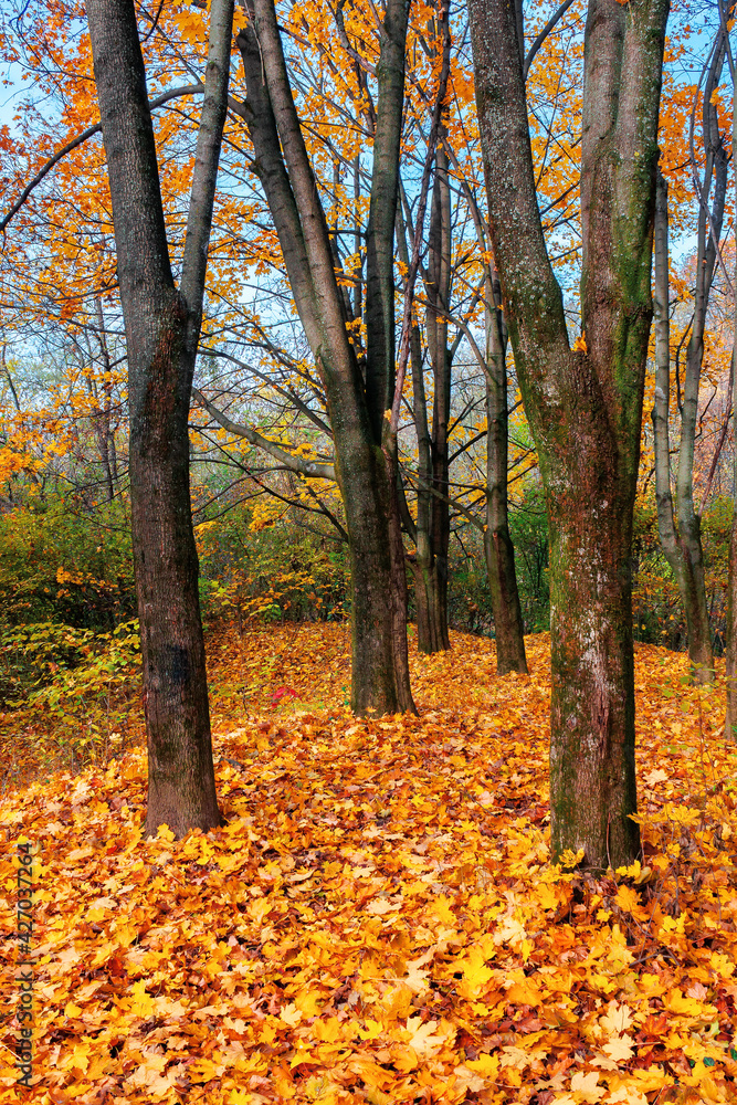 sunny autumn landscape in the woods. branches in colorful foliage. ground covered with fallen leaves. seasonal change of nature. warm and dry weather sunny autumn landscape in the woods. branches in colorful foliage. ground covered with fallen leaves. seasonal change of nature. warm and dry weather