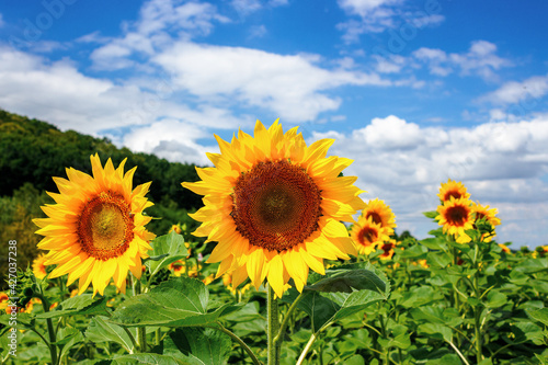 sunflower closeup in the field. beautiful agricultural scenery in summertime. clouds above the horizon. wonderful scenery with blooming yellow flowers