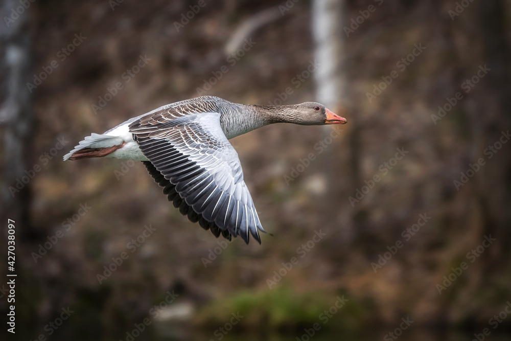 Obraz premium Wildgans im Flug