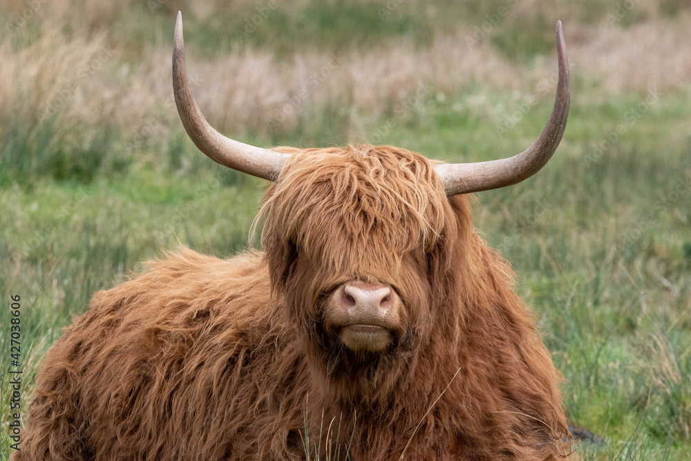 Highland cattle at Strumpshaw Fen nature reserve on the Norfolk Broads Highland cattle at Strumpshaw Fen nature reserve on the Norfolk Broads