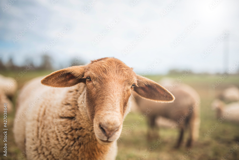 Schaf auf der Weide mit Blick in die Kamera