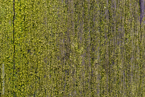 Moss on wood. Mossy board. Green natural background.