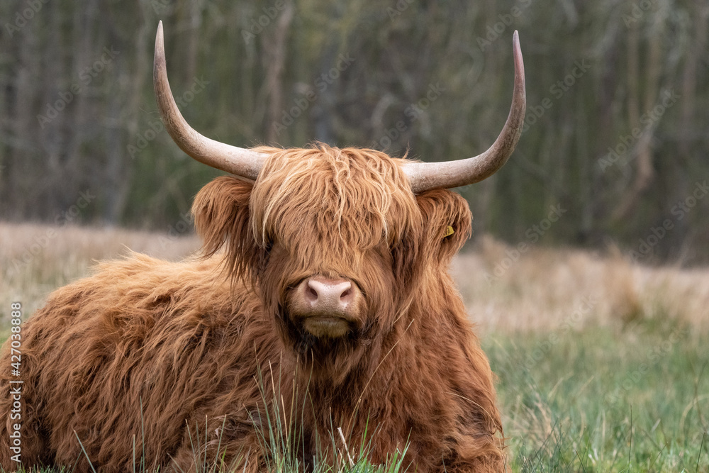 Highland cattle at Strumpshaw Fen nature reserve on the Norfolk Broads