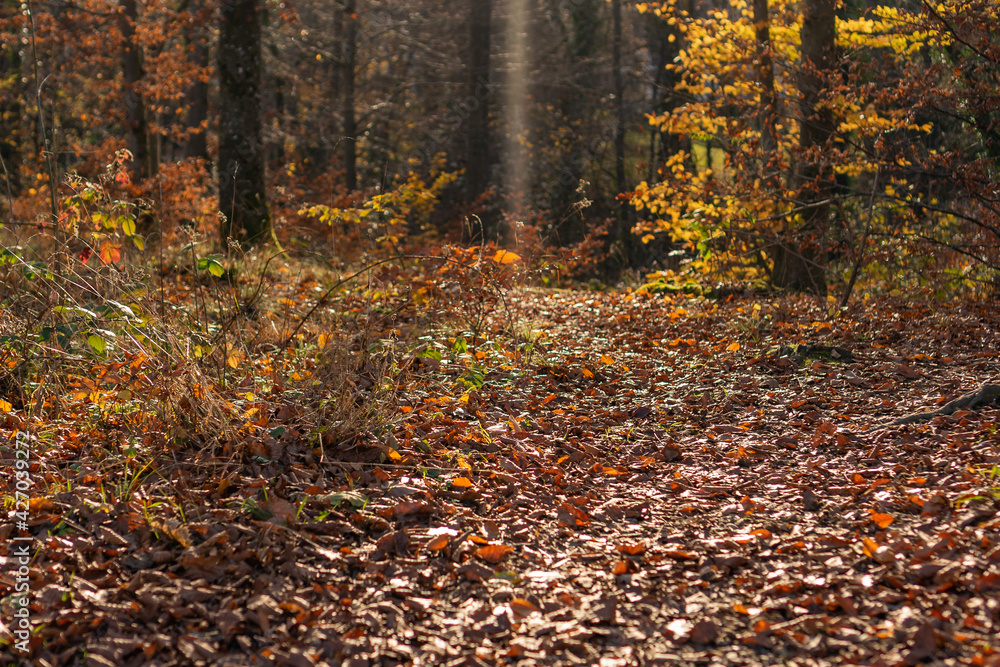 promenade dans le bois 