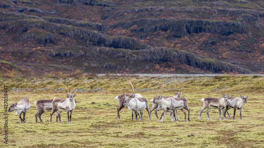 Fototapeta premium Iceland 