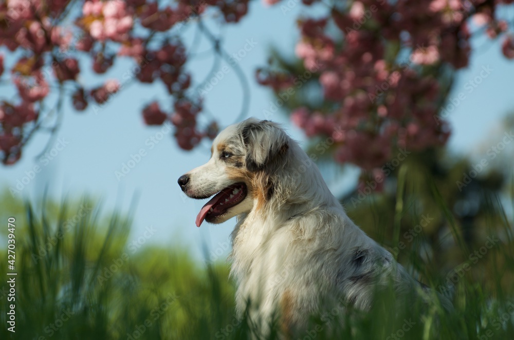 Australian shepherd in front of blooming cheery trees Australian shepherd in front of blooming cheery trees