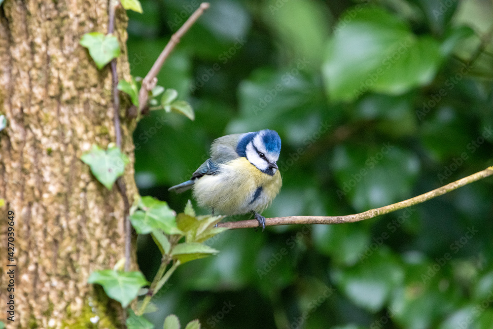Obraz premium Blue tit sitting on a branch