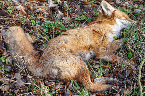 Toter Fuchs im Wald photo