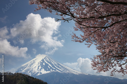 Mount Fuji and Sakura tree in blooming.