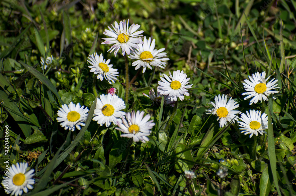 Wild flowers in the field, in the green grass. The first days of spring Wild flowers in the field, in the green grass. The first days of spring