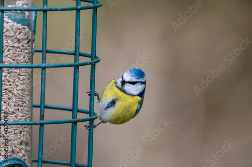 Blue tit on a bird feeder