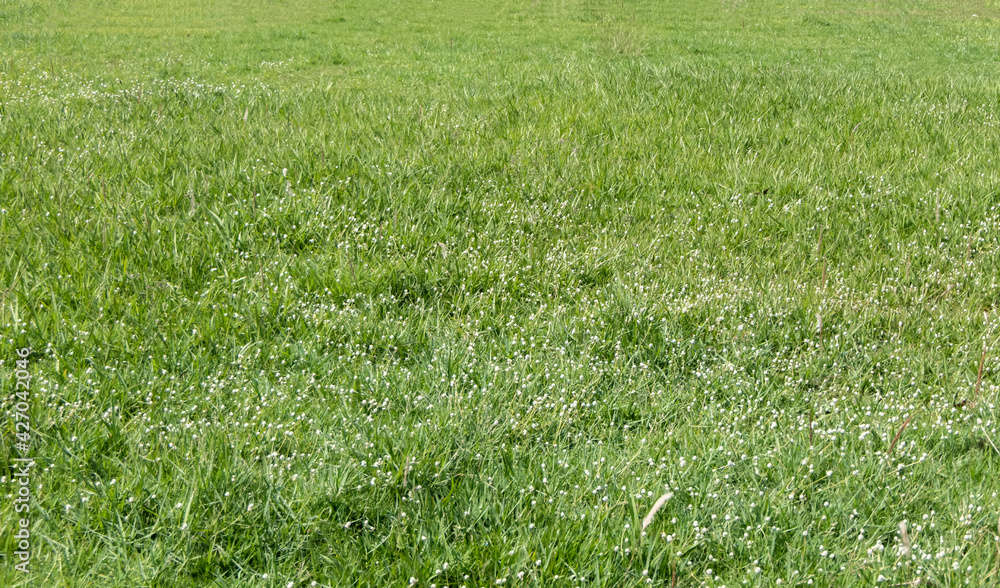 The grass in the green lawn. The grass in the green lawn.