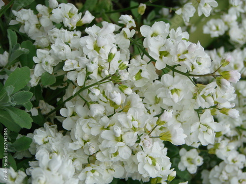Floral background of cerastium snow-in-summer flowers