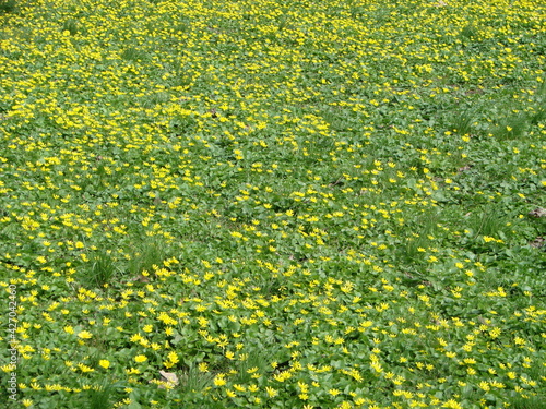 Glade with flowering buttercup Ficaria verna . Spring