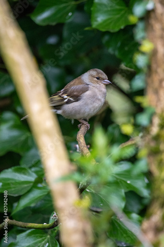 Female chaffinch in the trees at RSPB Strumpshaw Fen nature reserve, Norfolk, UK © Christopher Keeley