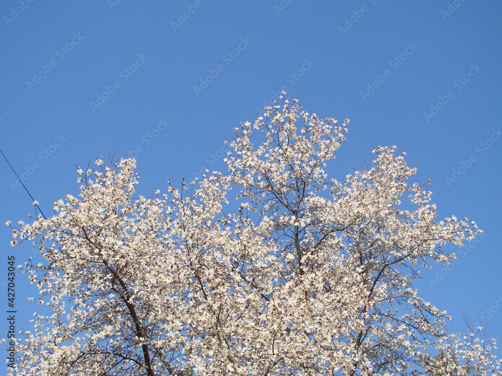 White Magnolia flower bloom on background of blurry White Magnolia flower bloom on background of blurry