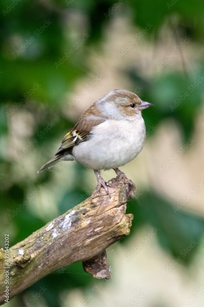 Female chaffinch at Strumpshaw Fen nature reserve in the Norfolk Broads