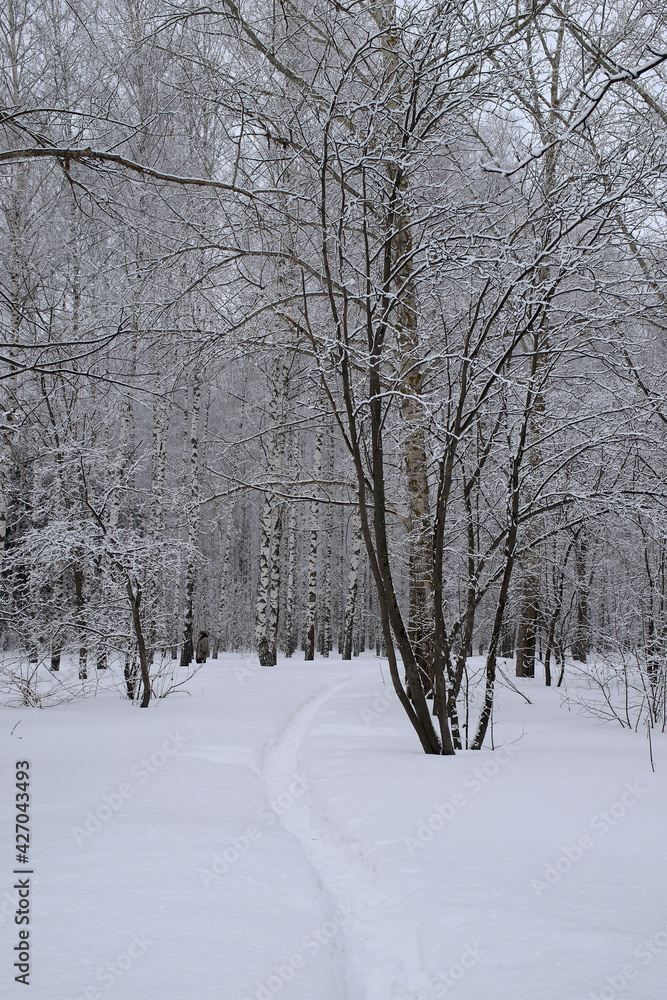 winter park with a path in a birch grove