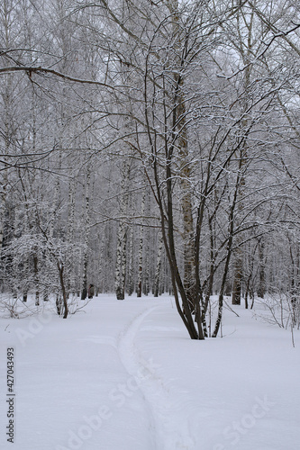 winter park with a path in a birch grove © albert