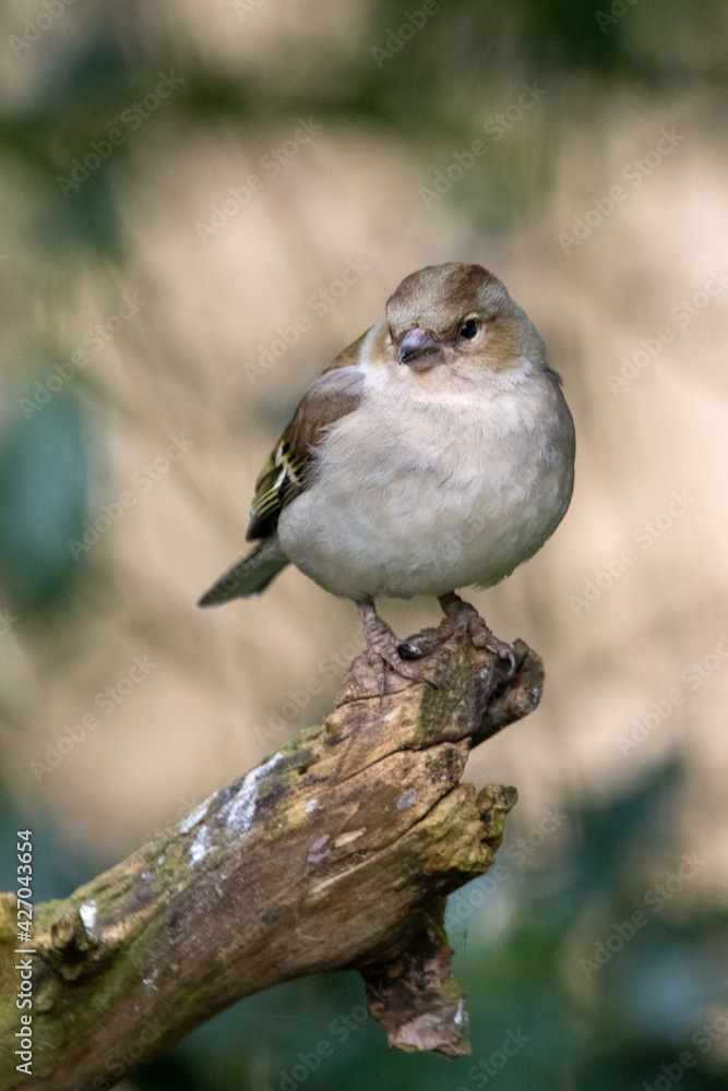 Fototapeta premium Female chaffinch at Strumpshaw Fen nature reserve in the Norfolk Broads