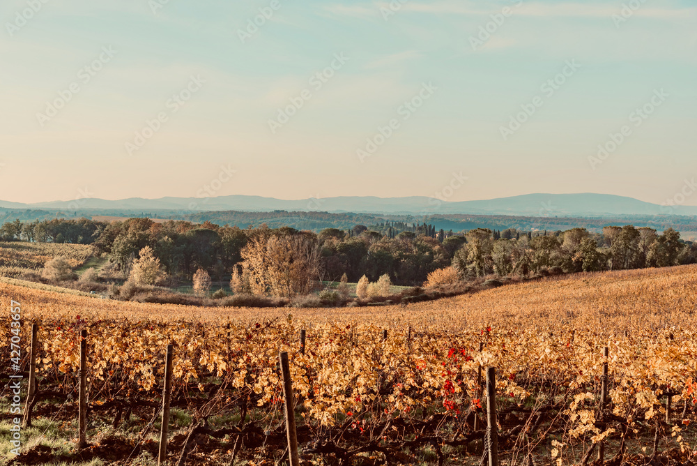 autumn colors in the Chianti hills in Siena