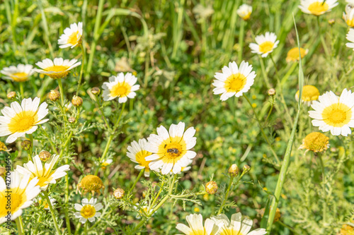 Field of wild white Mediterranean daisies (Argyranthemum frutenscens)