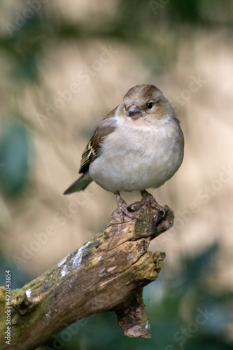 Female chaffinch at Strumpshaw Fen nature reserve in the Norfolk Broads © Christopher Keeley