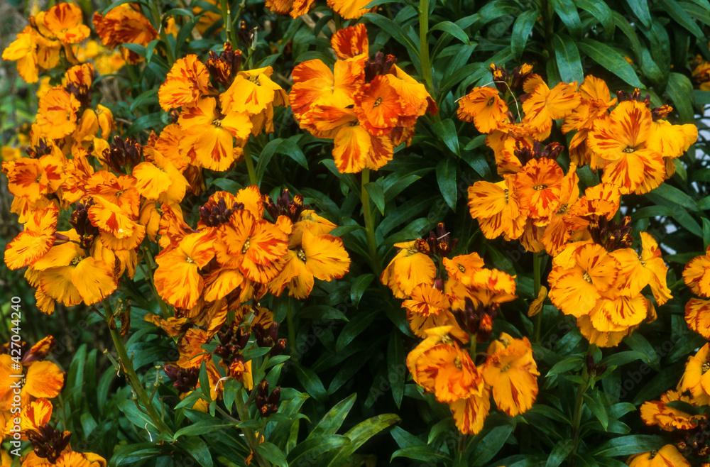 Giroflée ravanelle, cheiranthus cheiri Giroflée ravanelle, cheiranthus cheiri