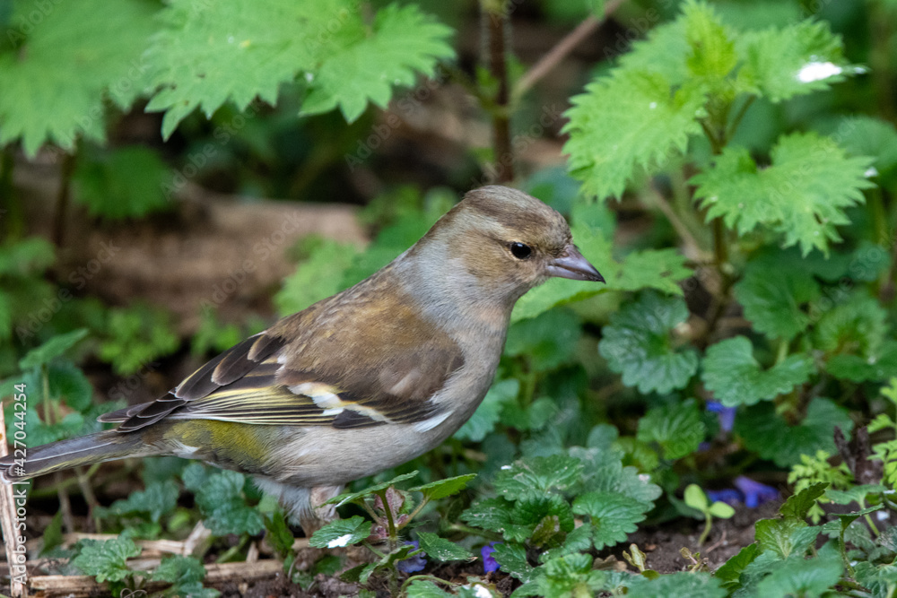 Female chaffinch at Strumpshaw Fen nature reserve in the Norfolk Broads Female chaffinch at Strumpshaw Fen nature reserve in the Norfolk Broads
