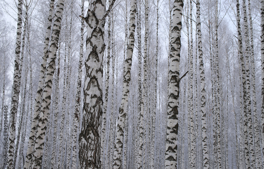 slender birches in the winter park slender birches in the winter park