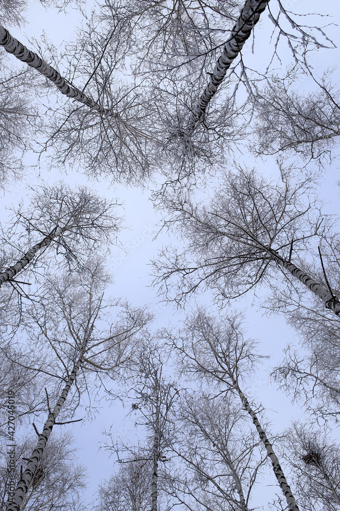 bottom view of tall trees in a birch grove bottom view of tall trees in a birch grove