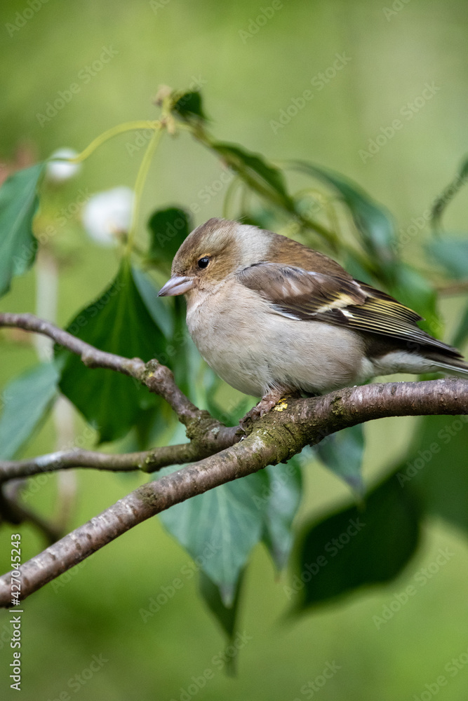 Female chaffinch at Strumpshaw Fen nature reserve in the Norfolk Broads Female chaffinch at Strumpshaw Fen nature reserve in the Norfolk Broads
