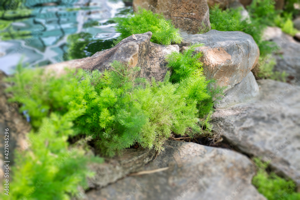 Summer green relaxation of outdoor garden Summer green relaxation of outdoor garden