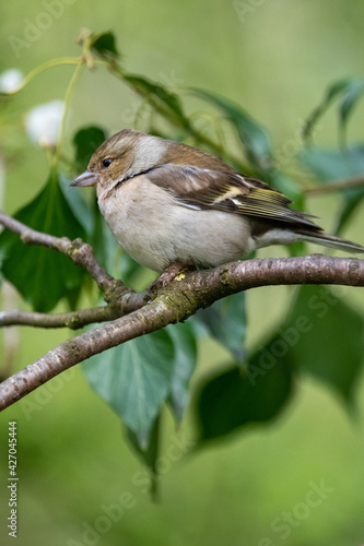 Female chaffinch at Strumpshaw Fen nature reserve in the Norfolk Broads