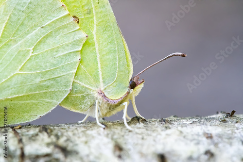 Gonepteryx cleopatra. Green butterfly cleopatra sitting on a birch branch, close up. butterfly macro shoot
