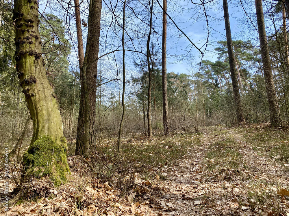 Obraz premium droga w lesie niebieskie niebo