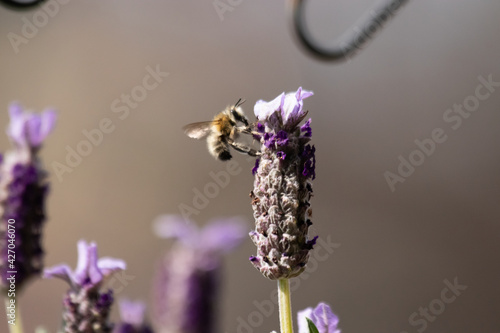 Frühlings-Pelzbiene Lavendel photo