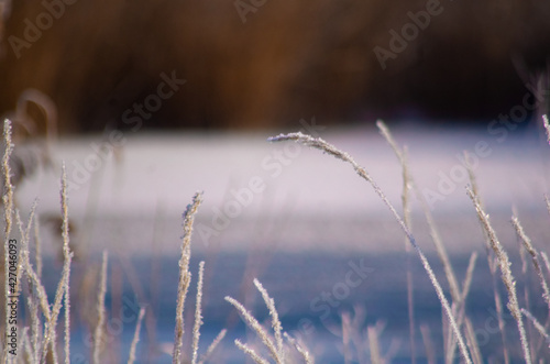 Grashalme im Winter © Tina