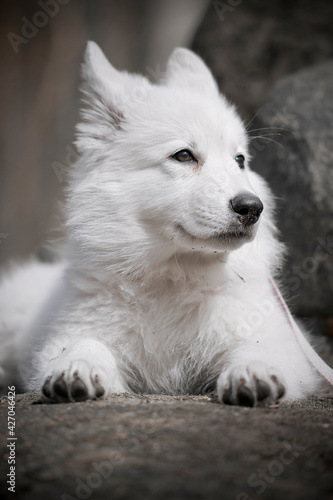 Puppy of a White Swiss Shepherd Dog lying on a stone