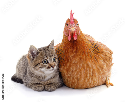 Chicken with a gray kitten.