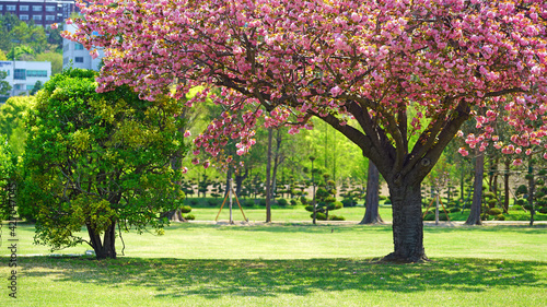 a blooming pink cherry blossom in the park