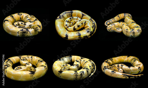 Fototapeta Mixed action of paradox morph Ball python on black floor background.