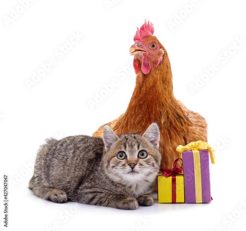 Kitten and chicken with gift.