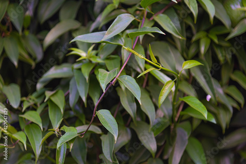 Hedge of Guaco leaves or witch's weed (Mikania glomerata Spreng) photo