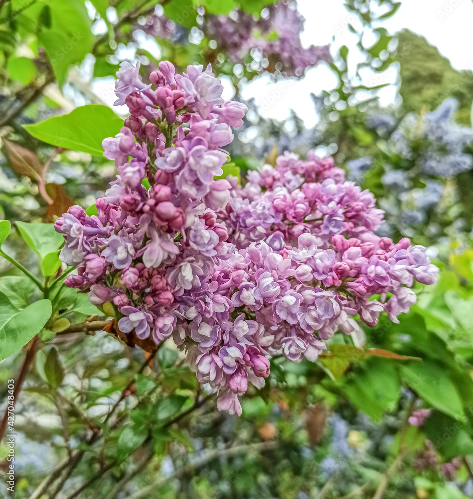 Lilas en fleur Lilas en fleur