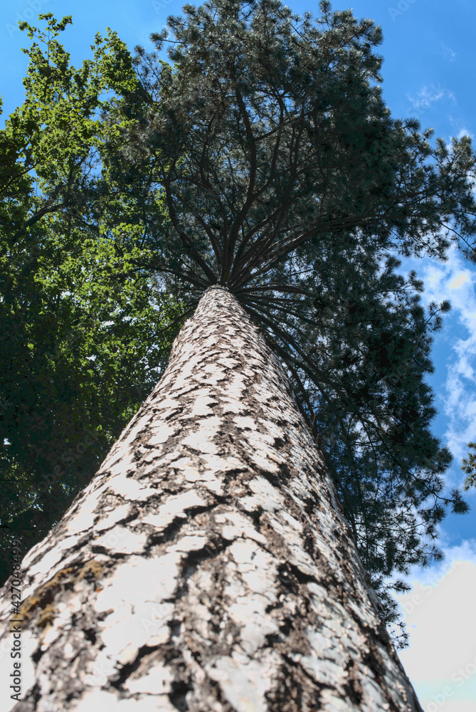 Fototapeta premium the big tall high tree in the forest