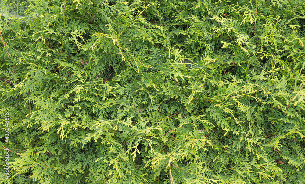 Green hedge of thuja trees. Green hedge of the tui tree. Nature, background. Green hedge of thuja trees. Green hedge of the tui tree. Nature, background.